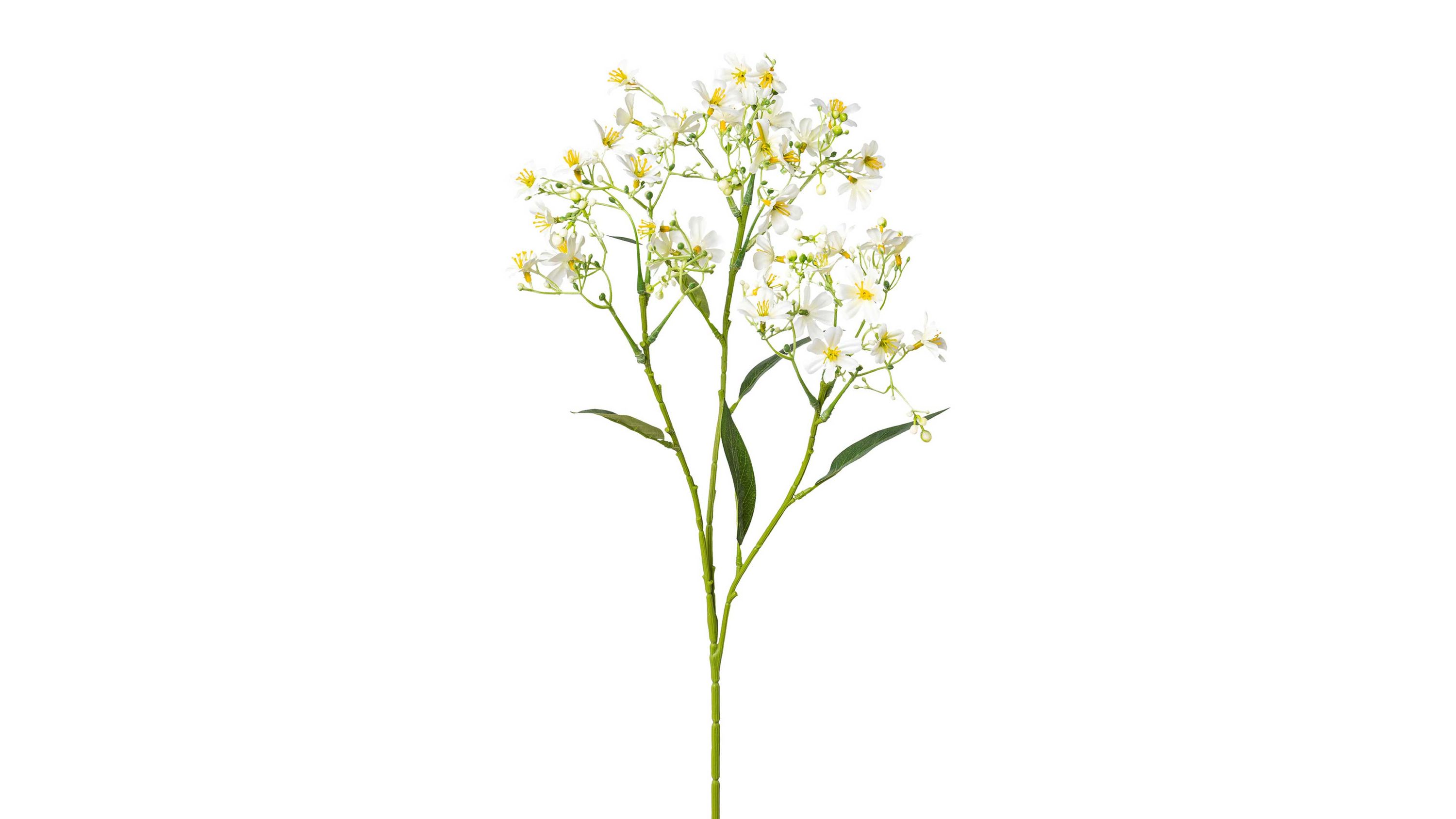Grüner Stiel mit mehreren kleinen weißen Blüten und grünen Blättern