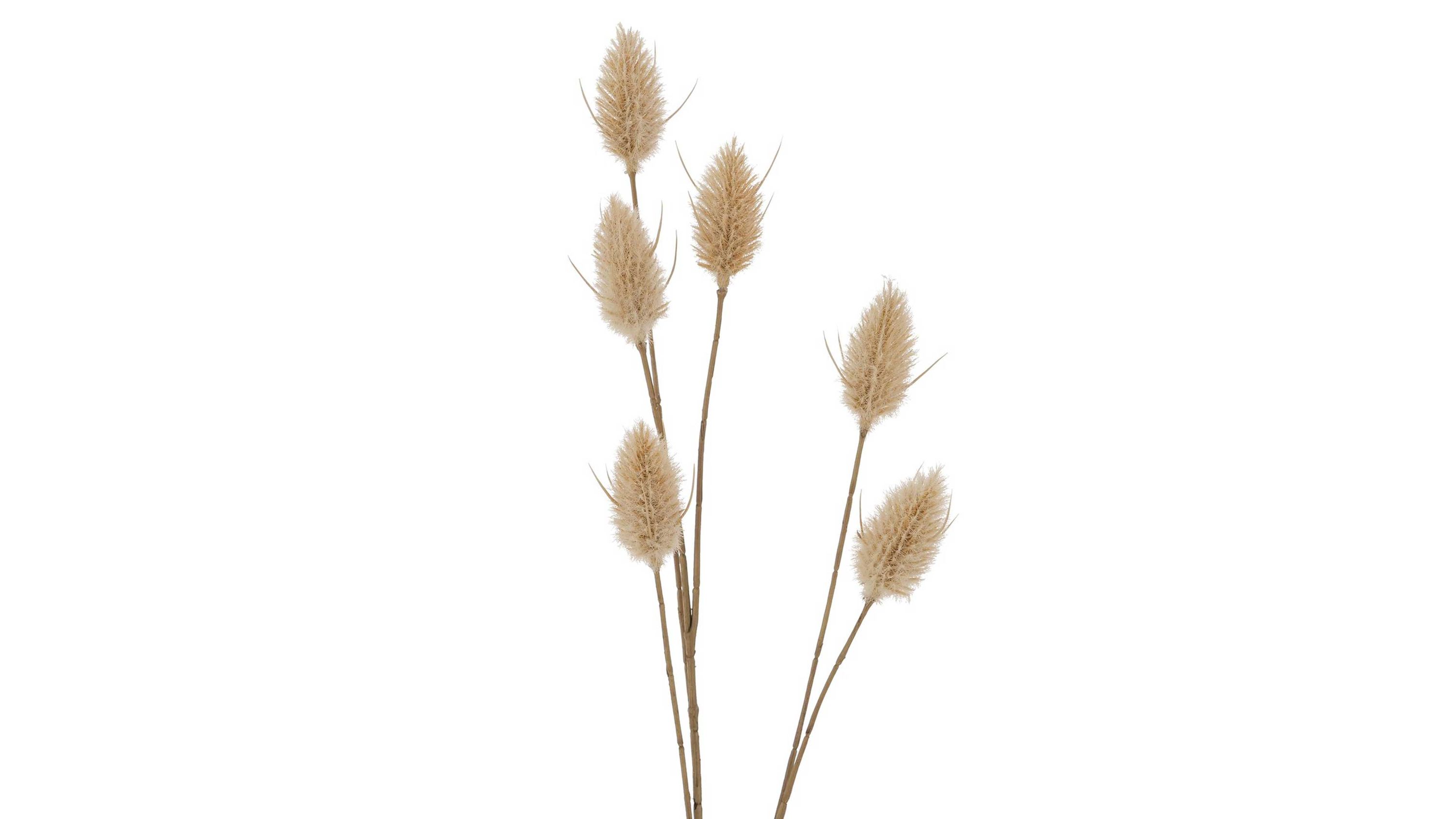 Dekozweig Samtgras Lagurus ovatus L beiger Kunststoff  Höhe ca. 72 cm