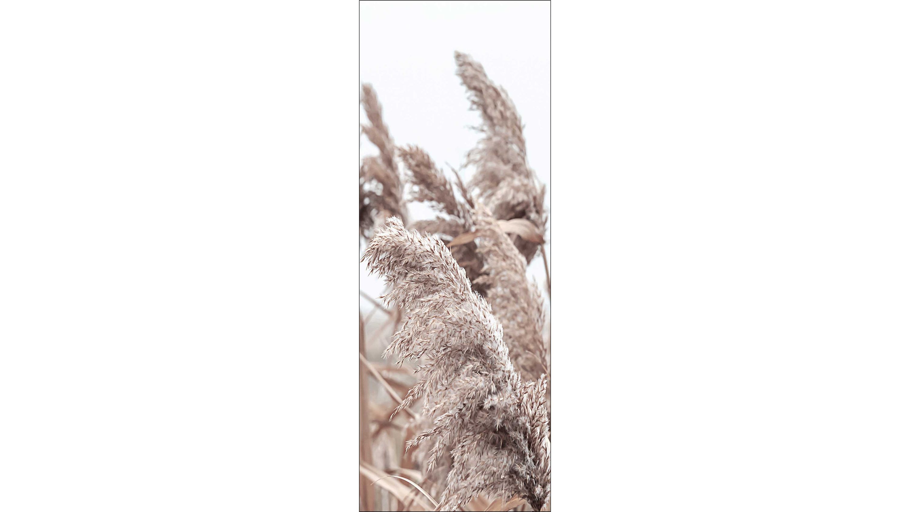 Kunstdruck Leinwand mit Schilfhalmen in Beige und Braun Kunstdruck eines schmalen Leinwandbilds mit beige-braunen Schilfhalmen vor hellem Hintergrund