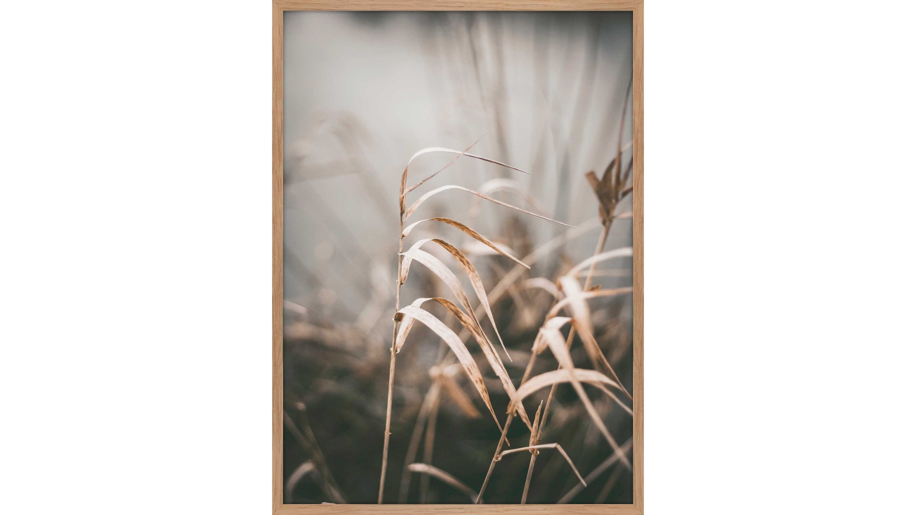 Posterdruck Reed 2 bedrucktes Papier & Eiche  ca. 50 x 70 cm