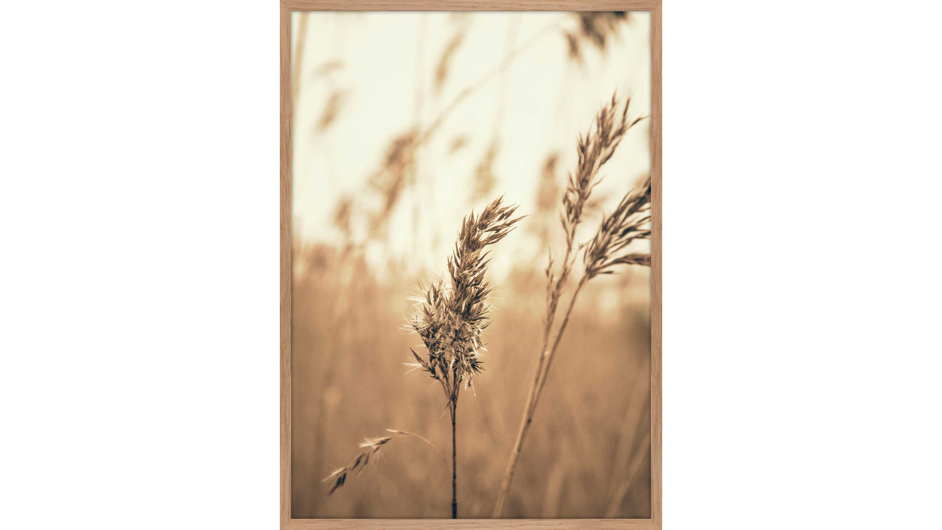 Posterdruck Reed 3 bedrucktes Papier & Eiche  ca. 50 x 70 cm