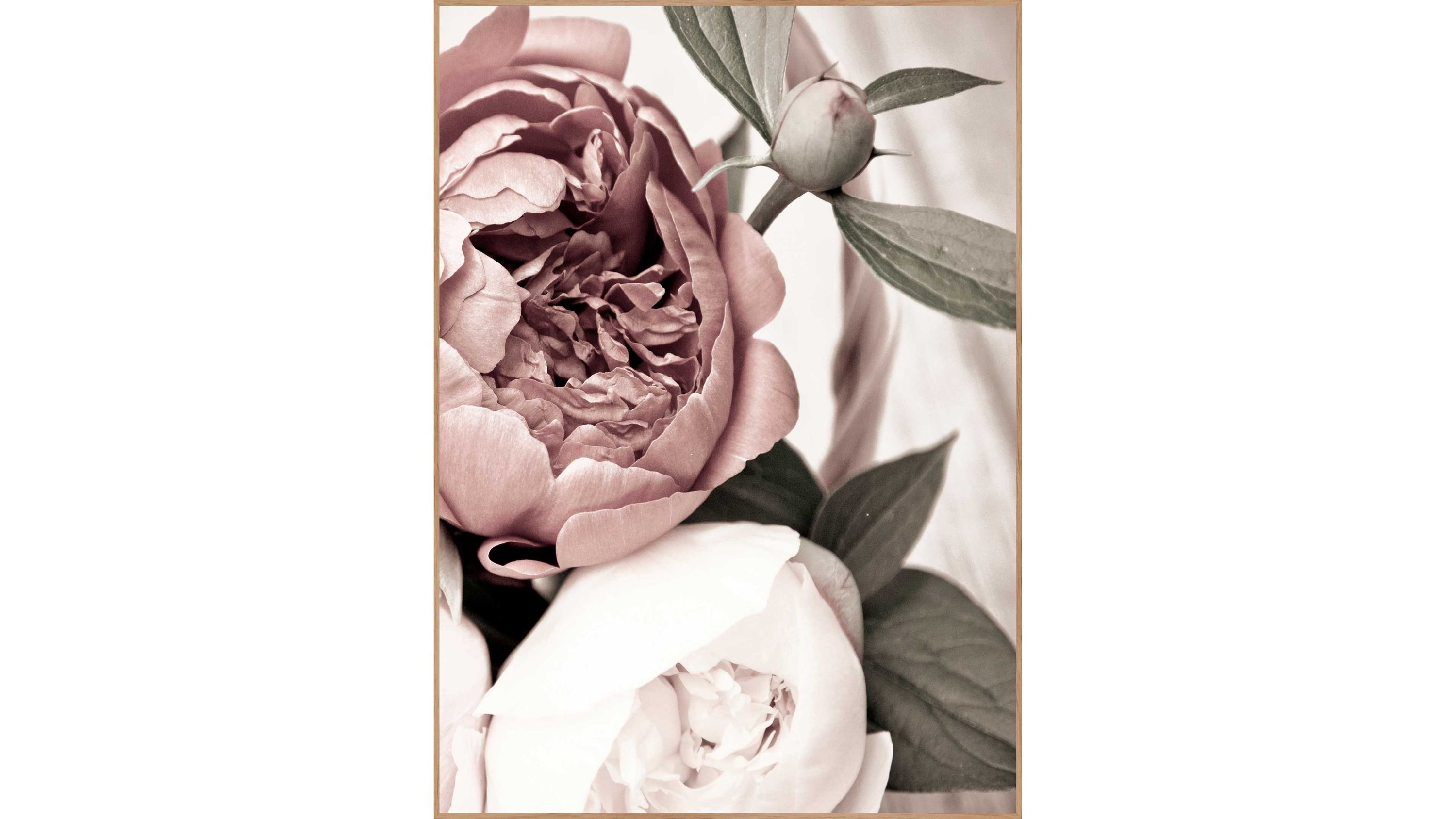 Poster mit Motiv einer rosa und einer weißen Pfingstrose und grünen Blättern in einem hellen Holzrahmen