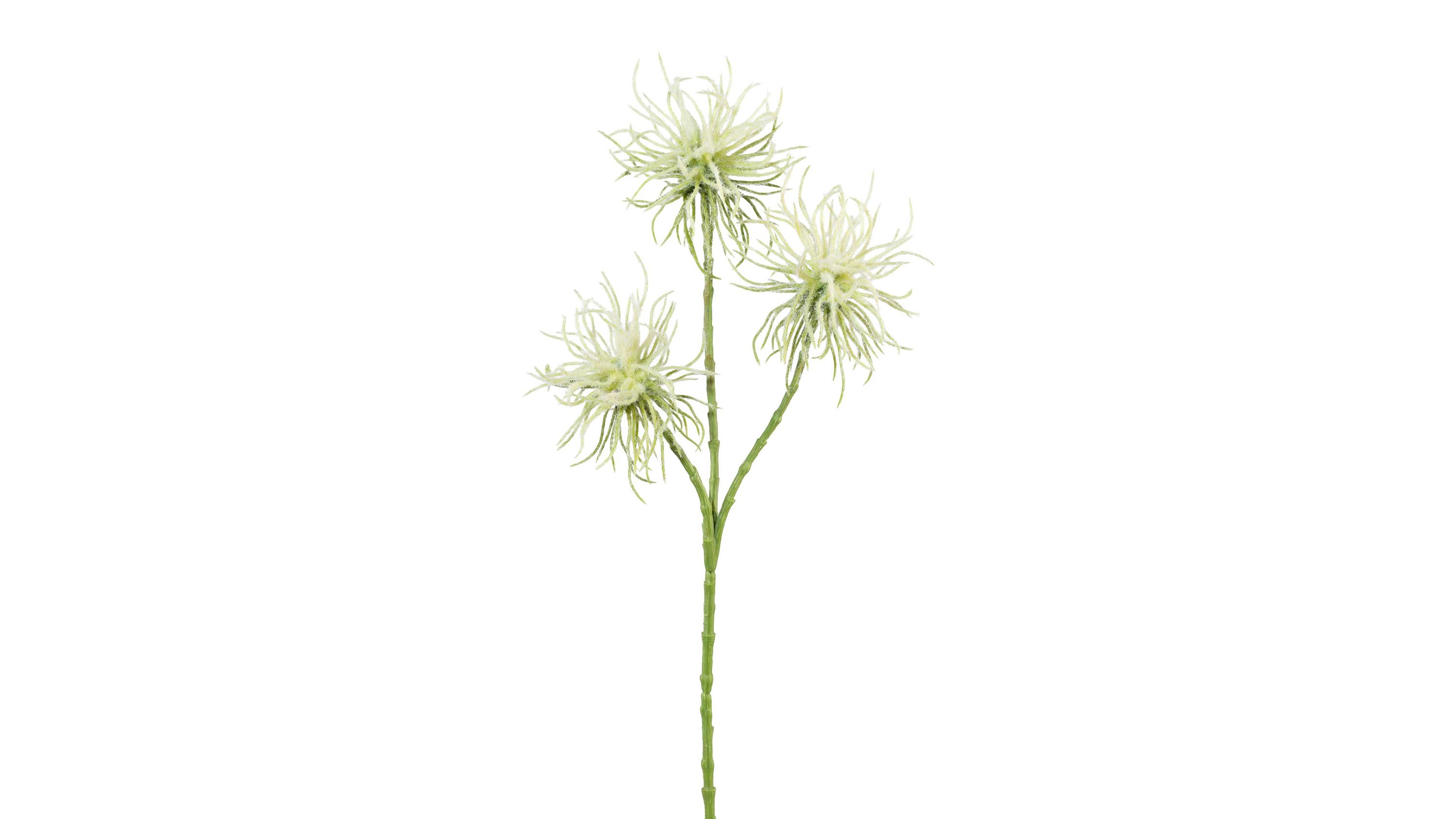 Drei grüne Distelzweige mit stacheligen Blüten an einem Stiel