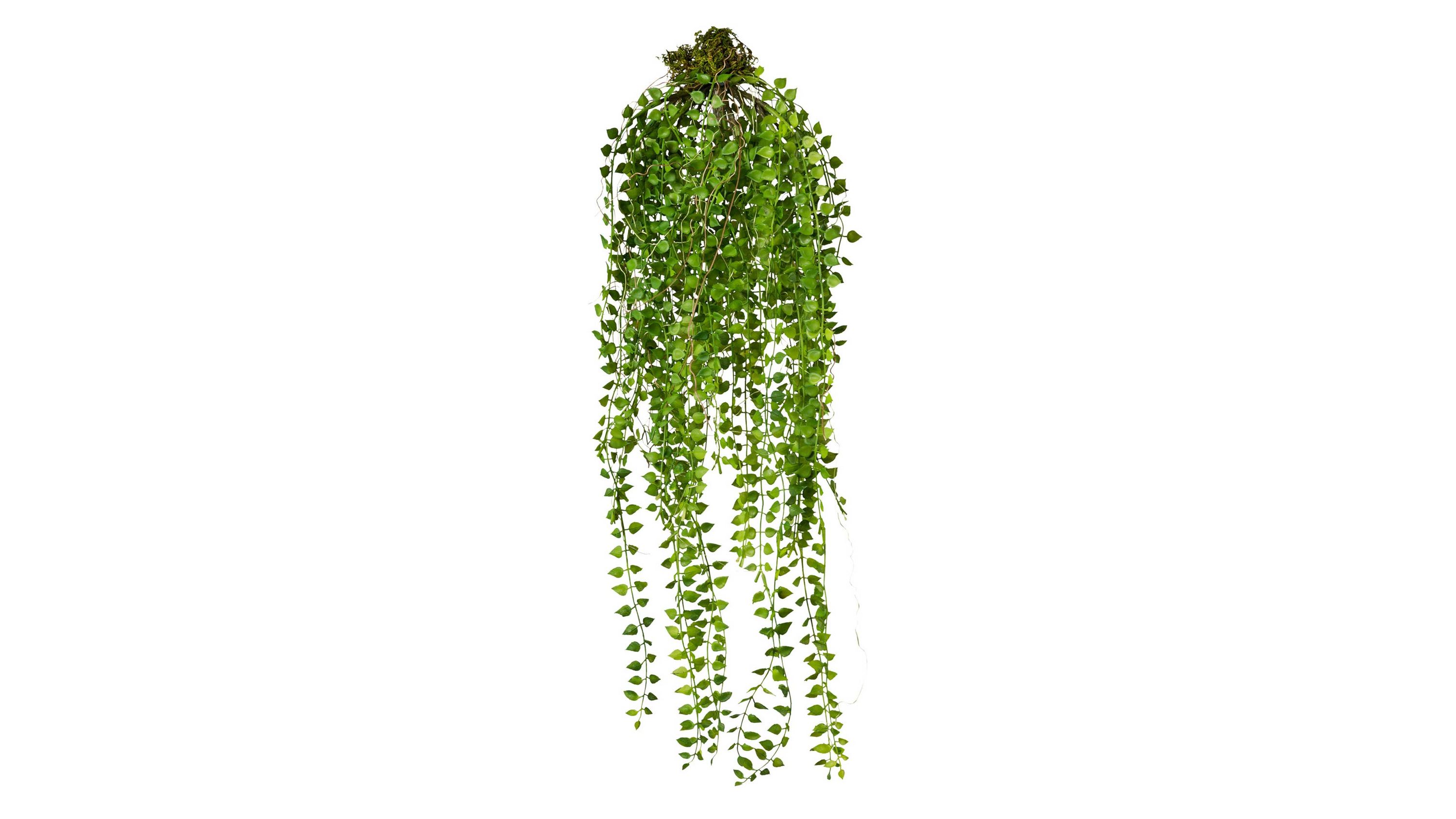 Rachenrebe Columnea Sven grüner Kunststoff  Länge ca. 70 cm