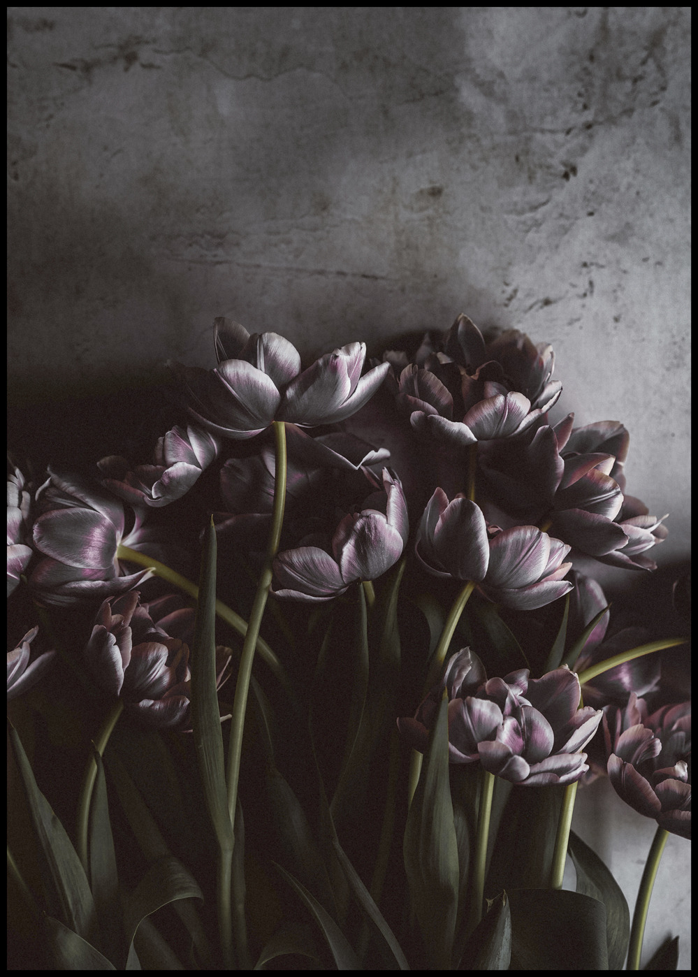 Dunkle Tulpen mit langen Stielen und Blättern vor einer grauen Wand
