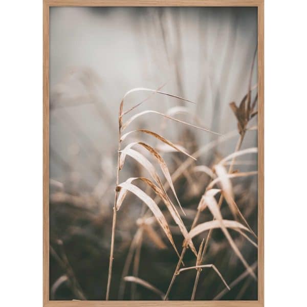 Interliving BEST BUDDYS! Posterdruck Reed 2